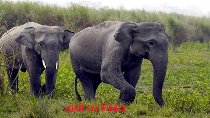 हाथी पर निबंध Essay On Elephant In Hindi