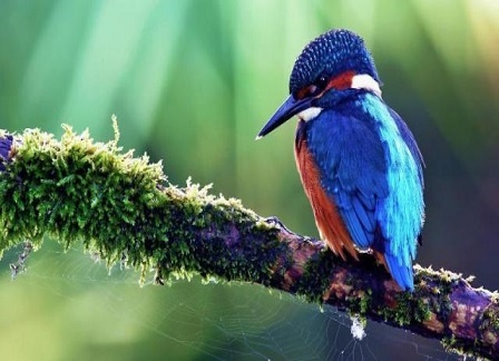 Essay On Kingfisher In Hindi