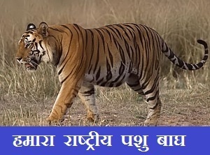 बाघ पर निबंध हिंदी में | Essay On Tiger In Hindi Language