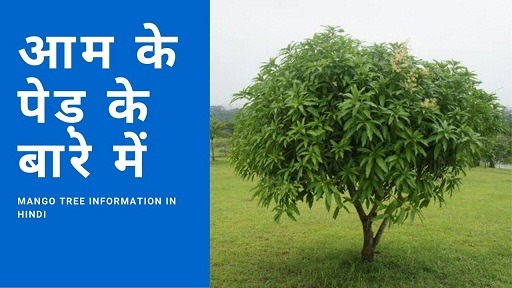 आम के पेड़ के बारे में | Mango Tree Information In Hindi