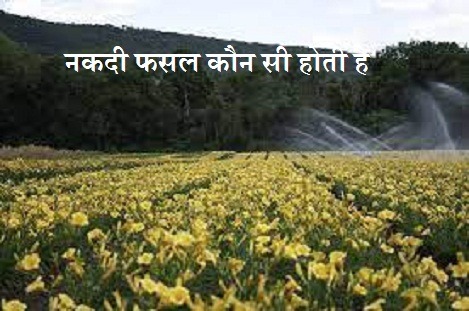 नकदी फसल कौन सी होती है Cash Crops Information In Hindi