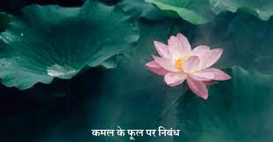 कमल के फूल पर निबंध- Essay on Lotus Flower in Hindi