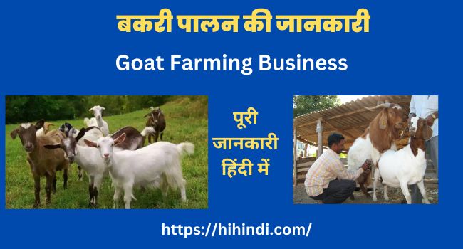 बकरी पालन की जानकारी | Goat Farming Business Plan In Hindi